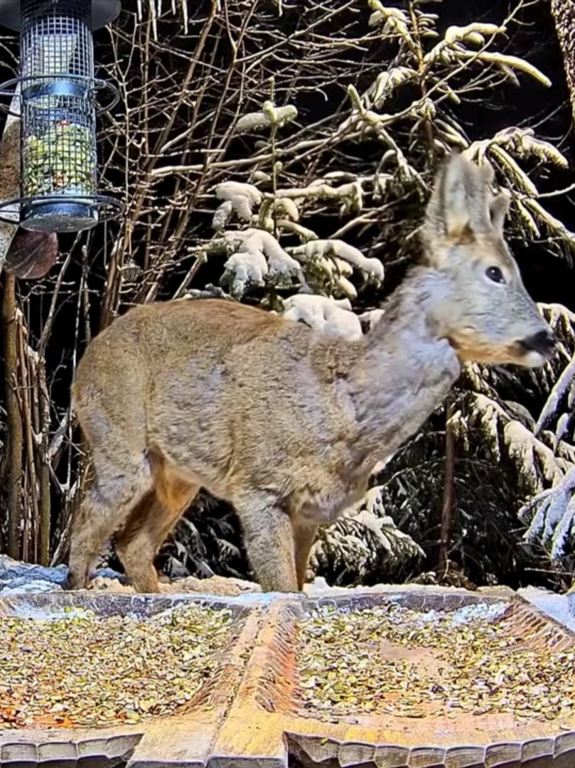livebirdspoland_b934e4b7f366fb0819f39ce10d6d25fe.jpg