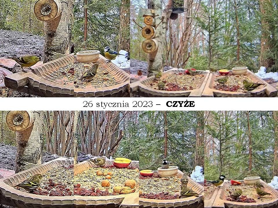 livebirdspoland_451ca2aafd5109b1c941bc2703a26147.jpg
