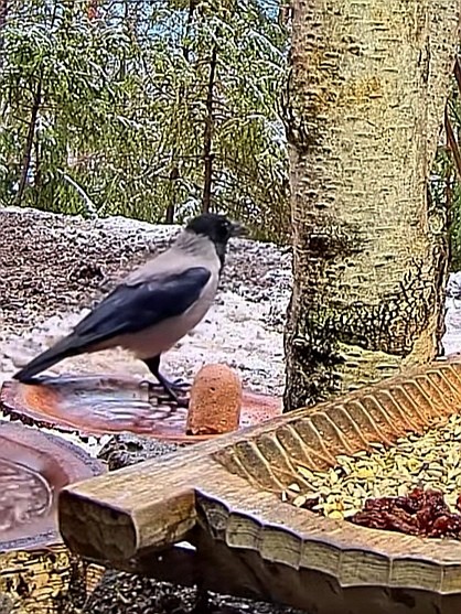 livebirdspoland_dc0f8e05077243afdaf8a8bfddf495cc.jpg