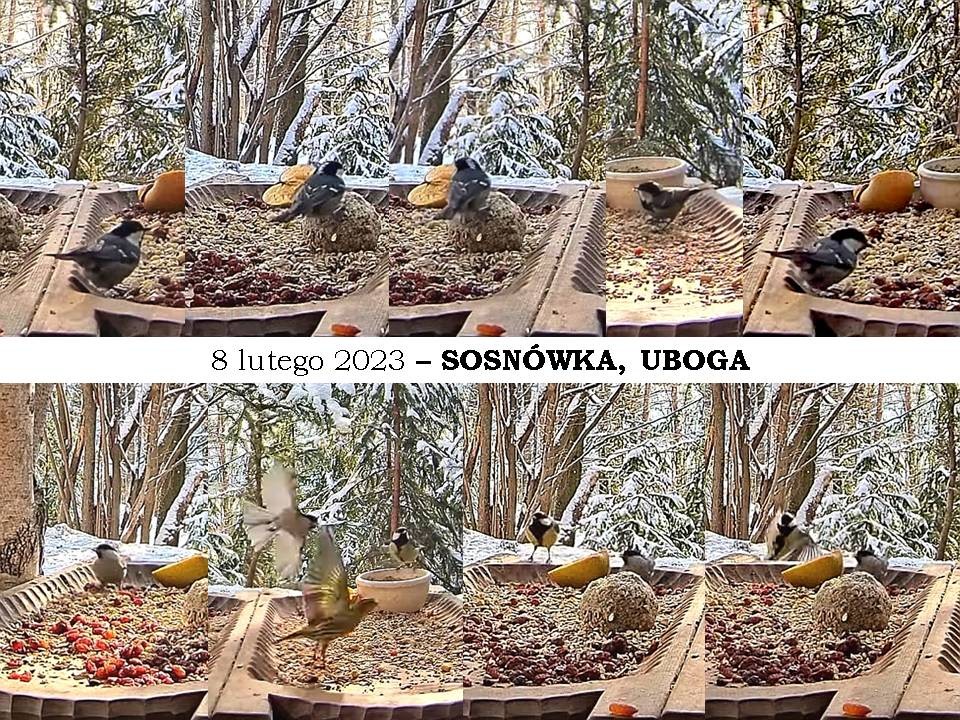 livebirdspoland_4cdb90ed1aa7698622757e78064118dd.jpg