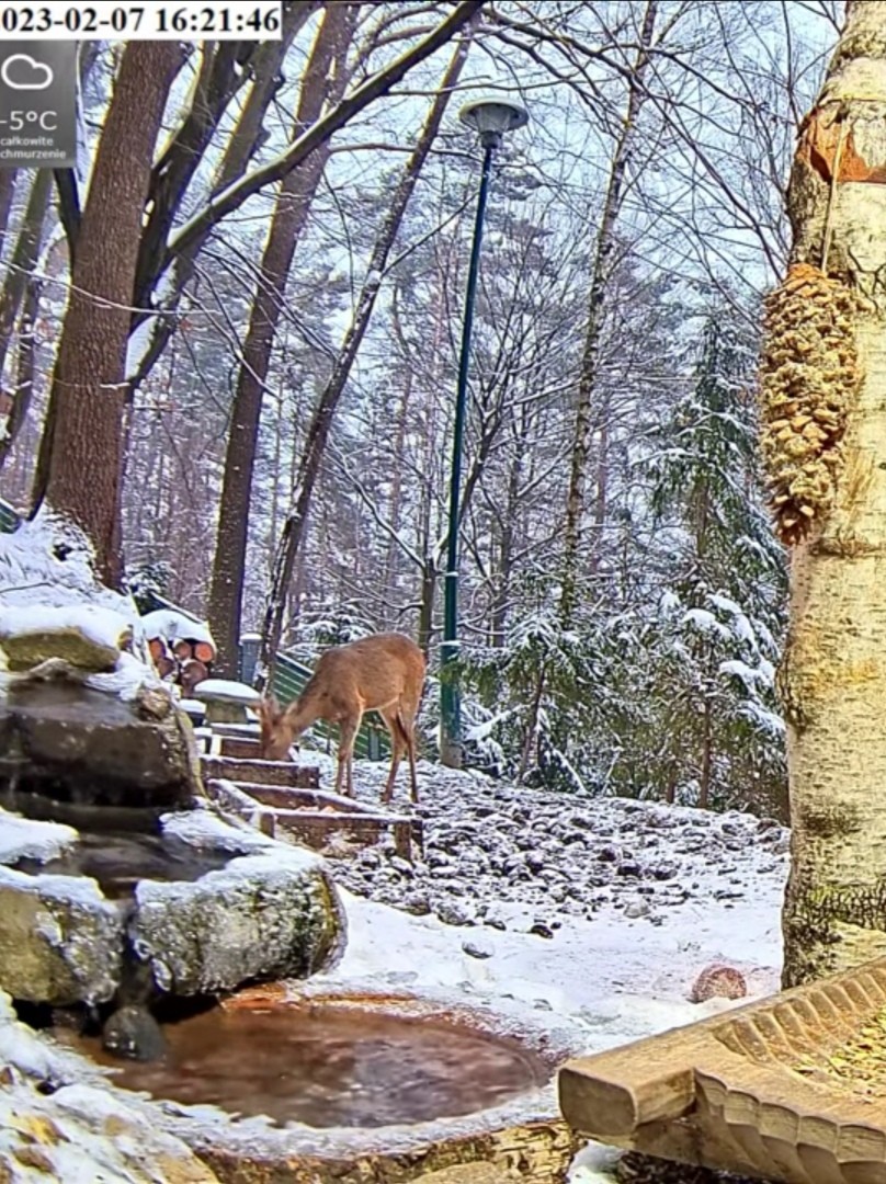 livebirdspoland_107ec297547b2e5b8ad4e87f94303a3c.jpg