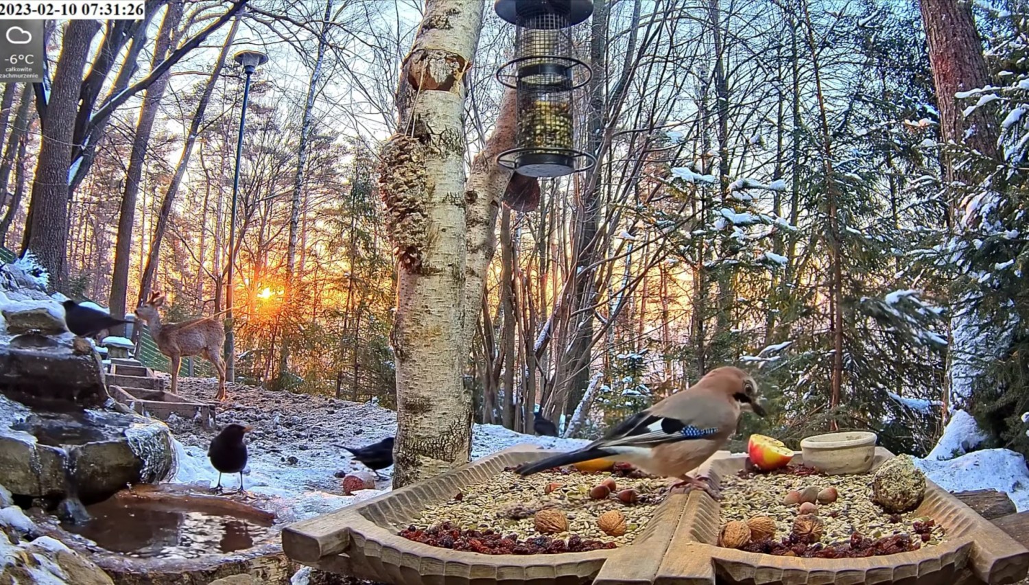 livebirdspoland_51bf28538847a562022e704a1cfbb82c.jpg