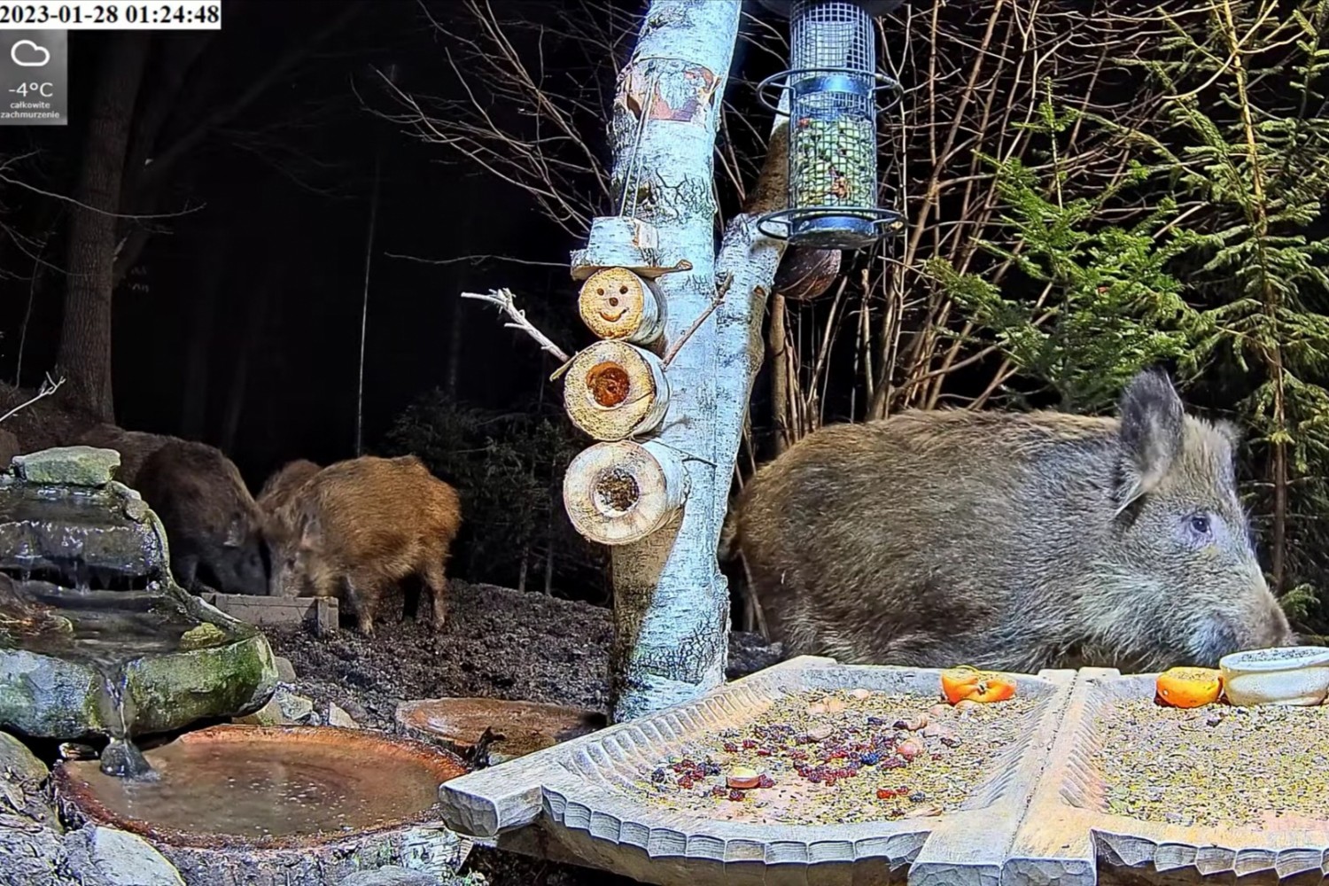 livebirdspoland_f32e48c49d98e0ff6b9e84d1e35c4299.jpg