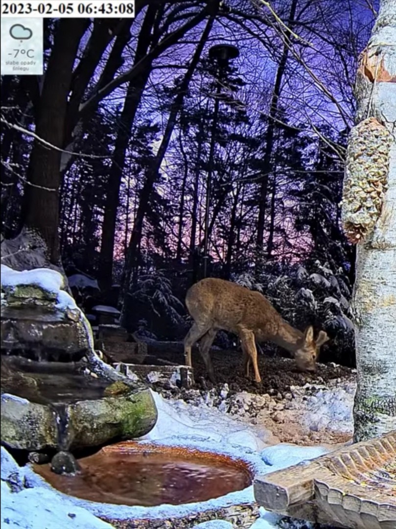 livebirdspoland_f55e55e66f18e7908654f2bfb6128015.jpg