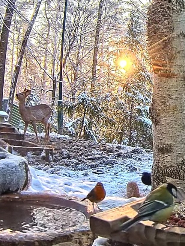 livebirdspoland_66ac6c3dd2ec46786f6855cbbeb949c8.jpg
