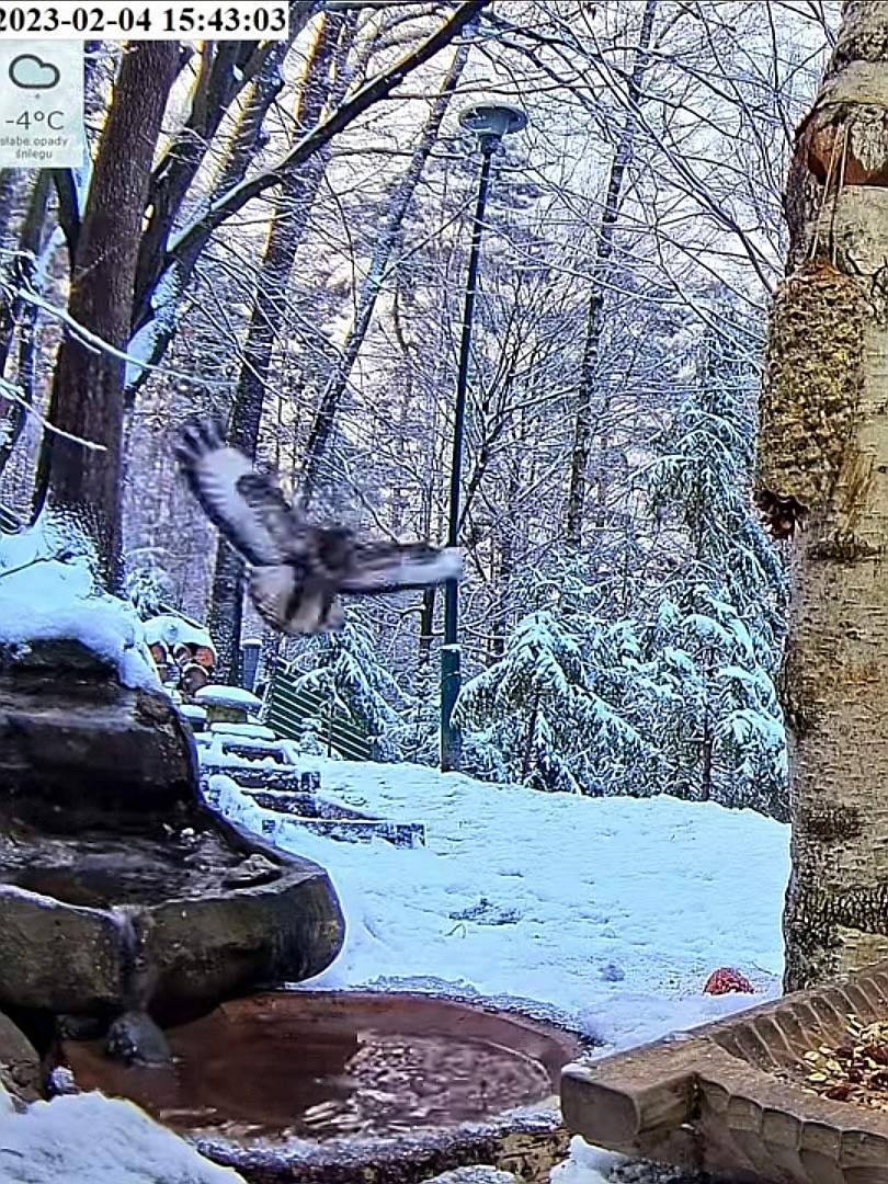 livebirdspoland_c46c32d1bd9f517930184bd38369dd80.jpg