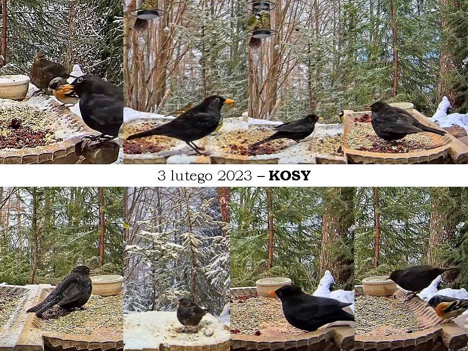 livebirdspoland_ee0393473579cbf17bfdce15f4e6599d.jpg