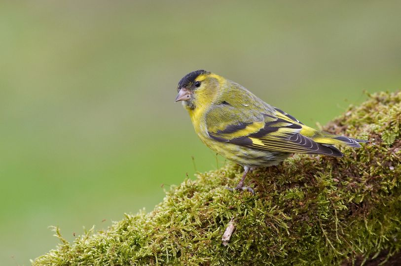 livebirdspoland_97a1f3eaeaa29173e26188c3de4ce45f.png