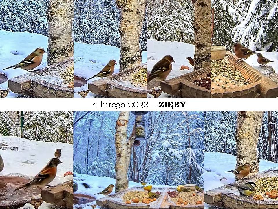 livebirdspoland_a7321d62cd23539493075b8235a7ac10.jpg
