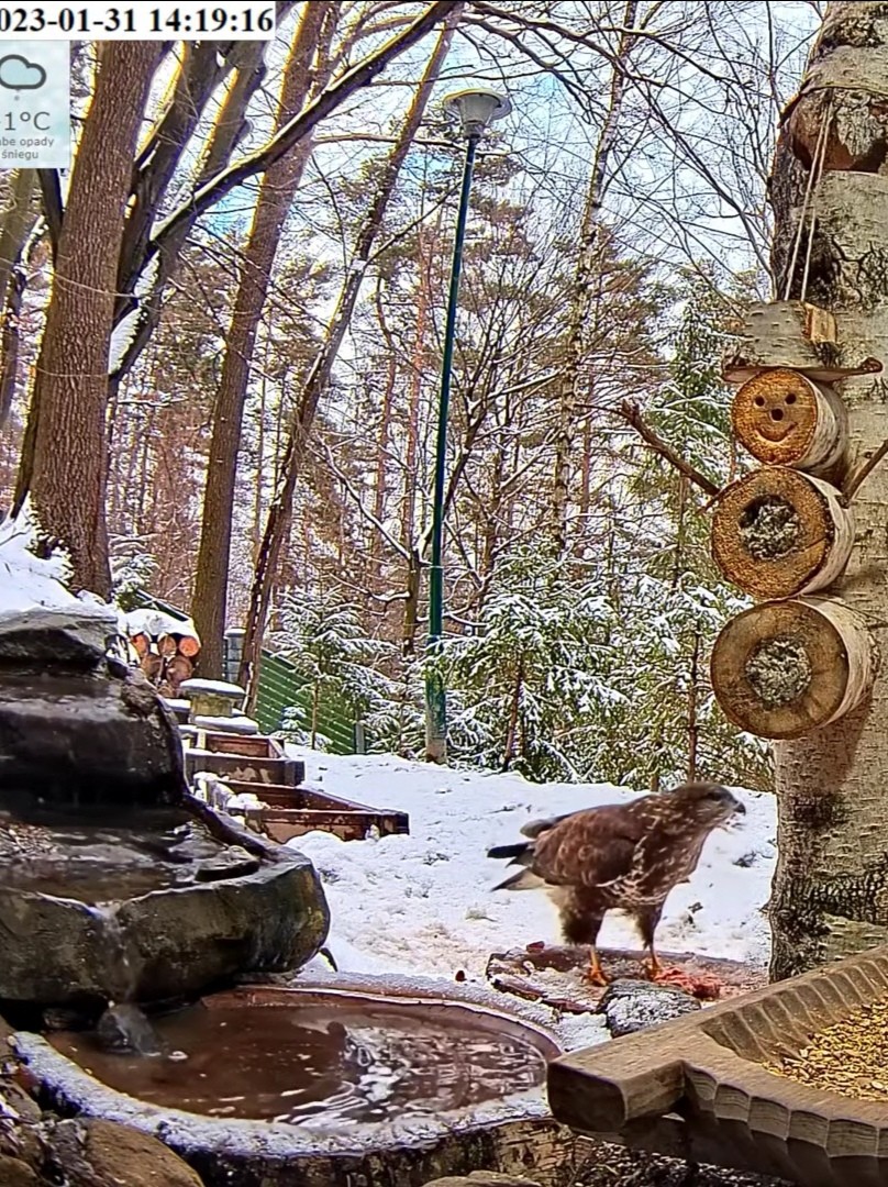 livebirdspoland_9935f74a4c87e4965cbf6b737531977e.jpg