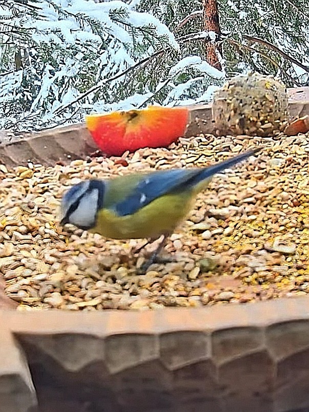 livebirdspoland_575cefec7cf08cce339501894ef9996f.jpg
