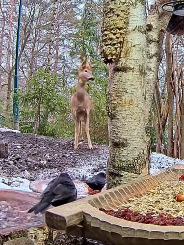 livebirdspoland_9b044748acc6823df5562272c9098139.jpg