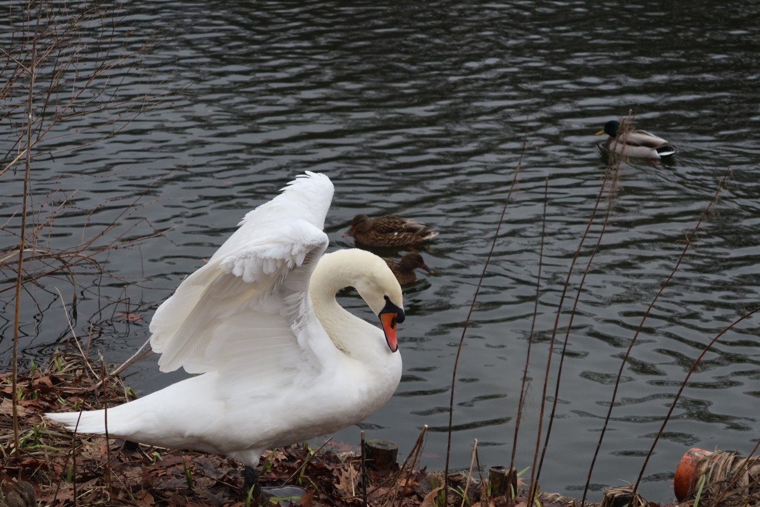 livebirdspoland_dd4df2d14838d51228e7f06f408b019f.jpg