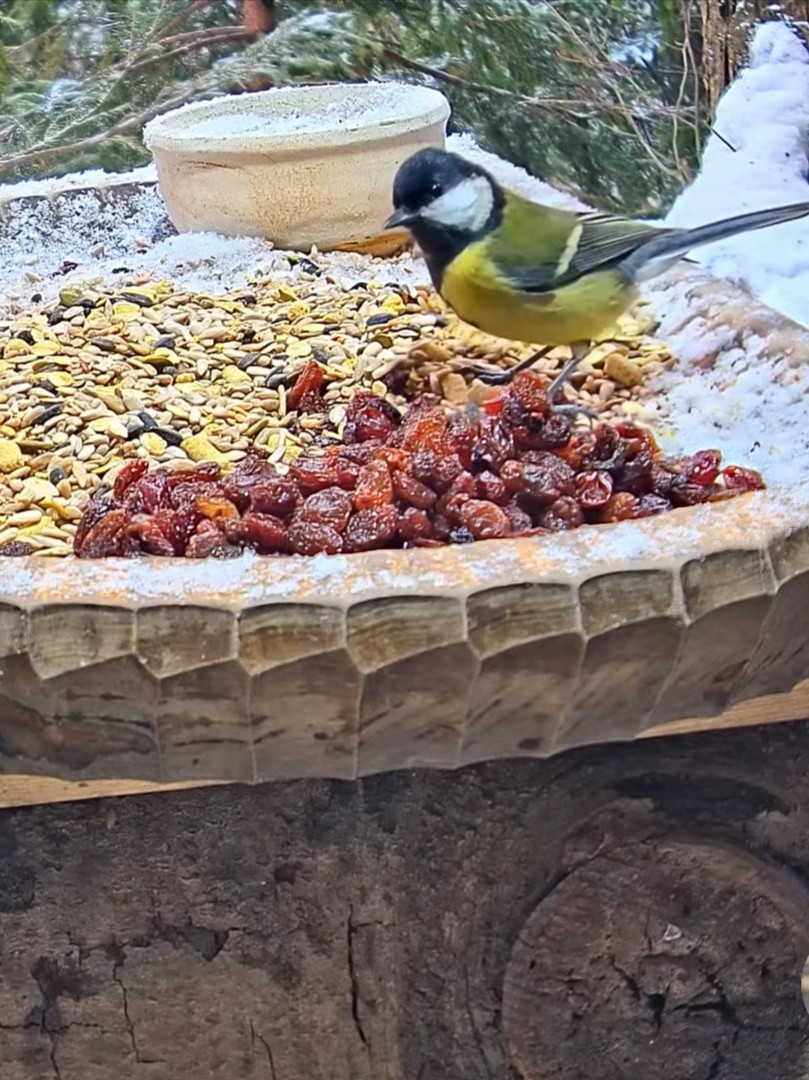 livebirdspoland_ab8c77459bd9a6d353c11b83b07603a1.jpg