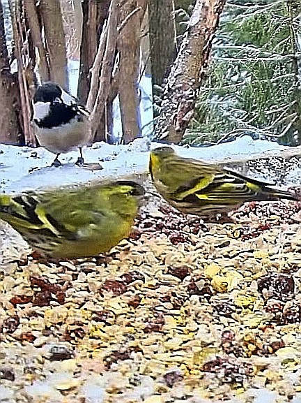 livebirdspoland_e47b1114b4258250ffd0f37abd879342.jpg