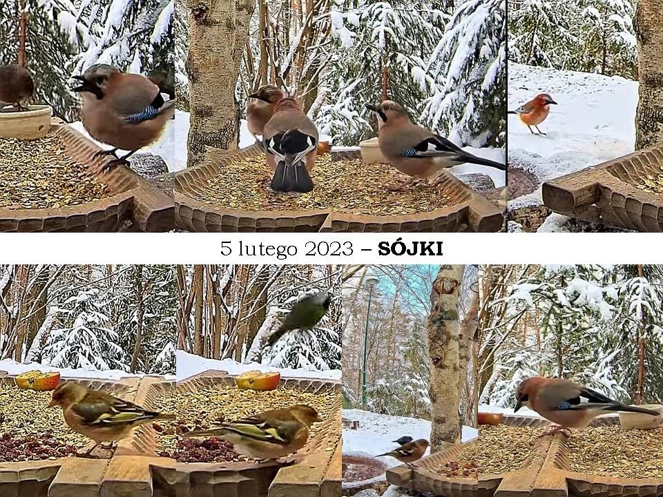 livebirdspoland_ef277a34c6a1d840bc8802665c04af99.jpg