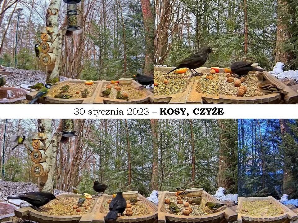 livebirdspoland_ded033678db27b6928dff9be6908b455.jpg