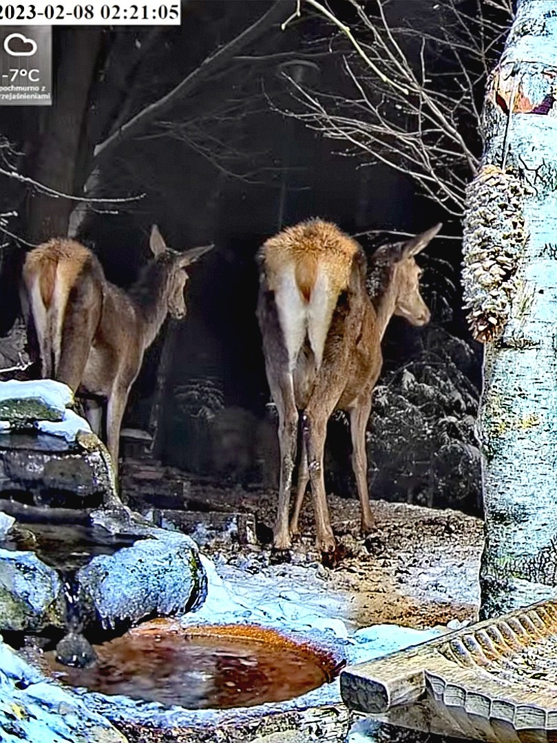 livebirdspoland_66873d0f2eb9b976fb401b643678023c.jpg