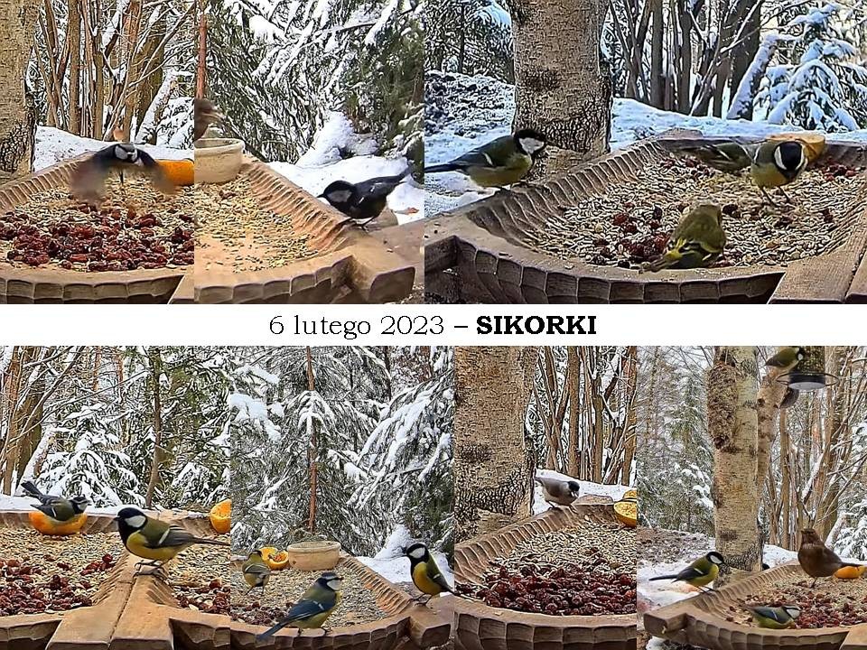 livebirdspoland_9933c5908354fdcfaf79068b922a31c0.jpg