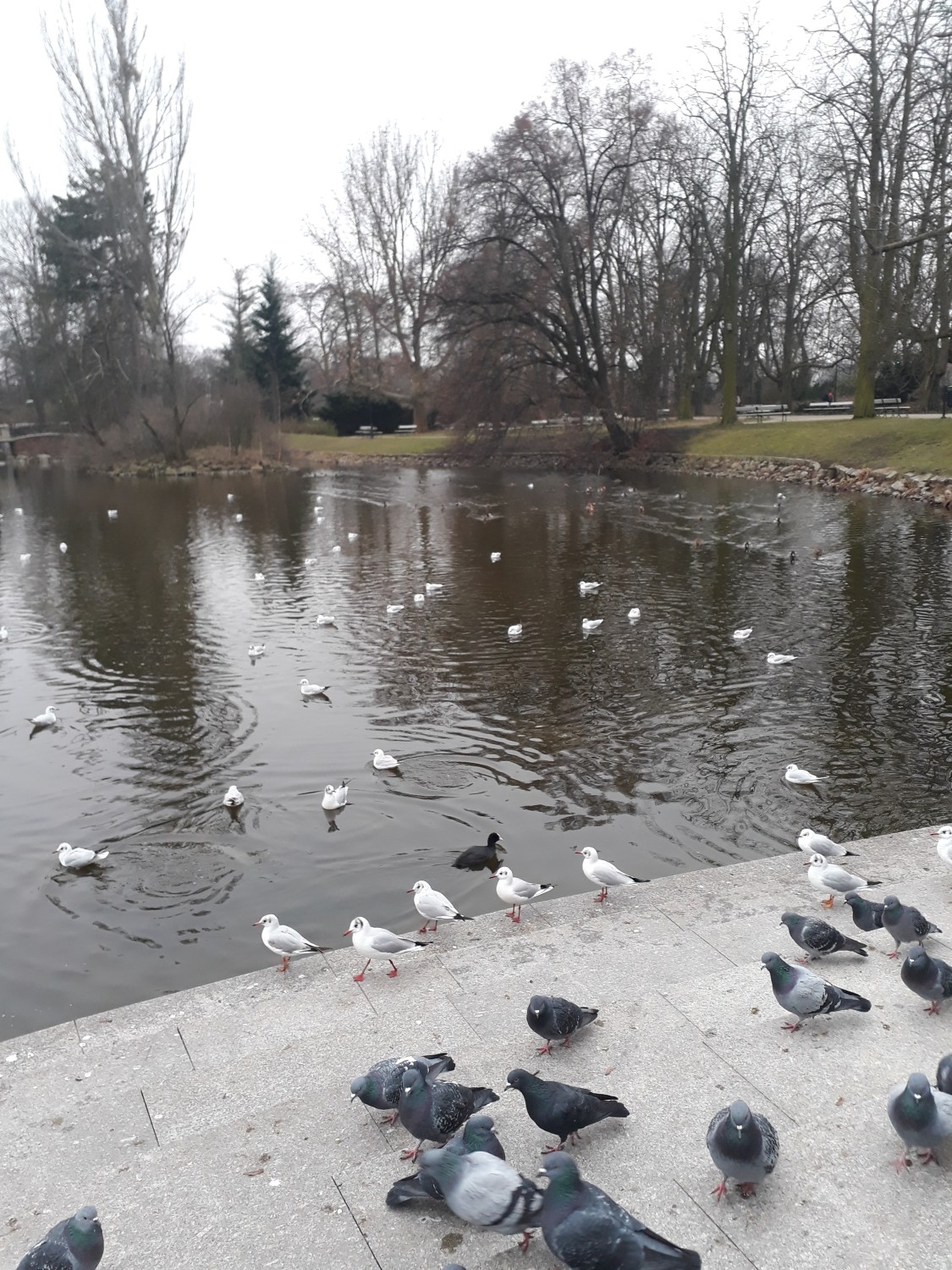 livebirdspoland_9ce0e7ff61da4956b431f54d51db51eb.jpg