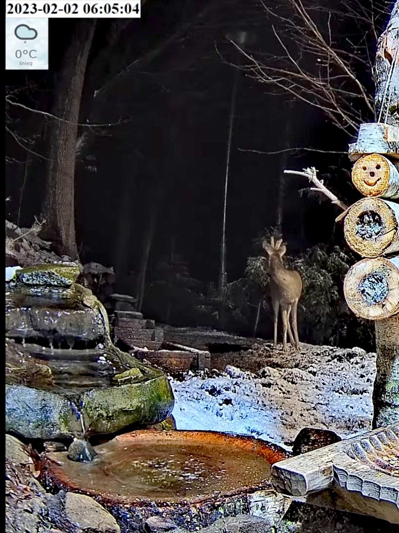 livebirdspoland_4846b5c44910467e1e252c2f9b53c20b.jpg