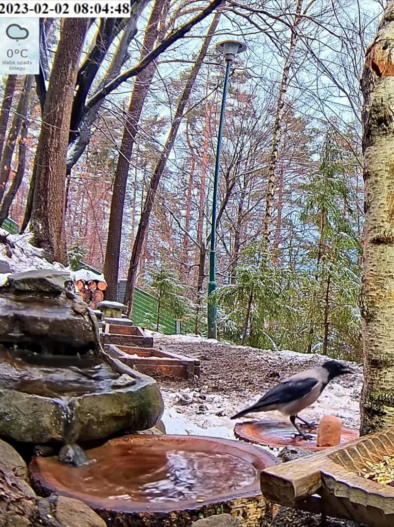 livebirdspoland_80c814642a09a3c833a12bf7dc6b3bb6.jpg