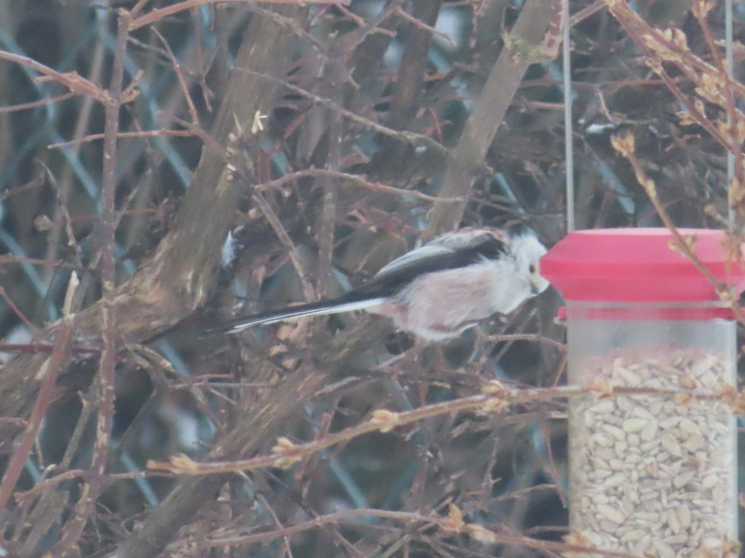 livebirdspoland_11ea9ceb009822b0793ca26daf78e76b.jpg