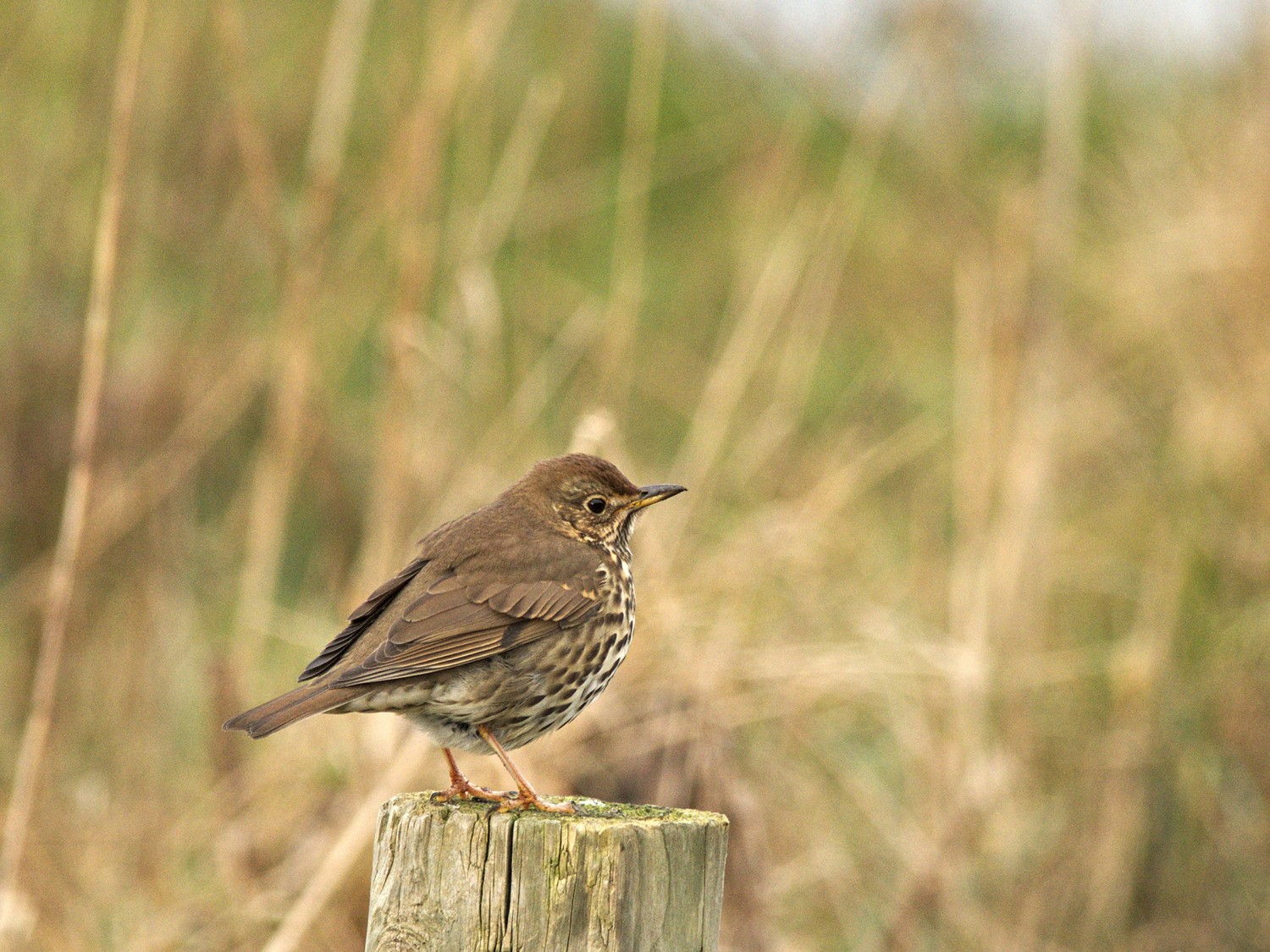 livebirdspoland_0a783fa6b13d19b2b9a0dc50cb6e73ad.jpg