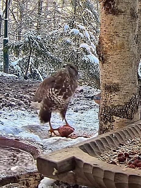 livebirdspoland_1dfbe42997318438610fe88758d91992.jpg