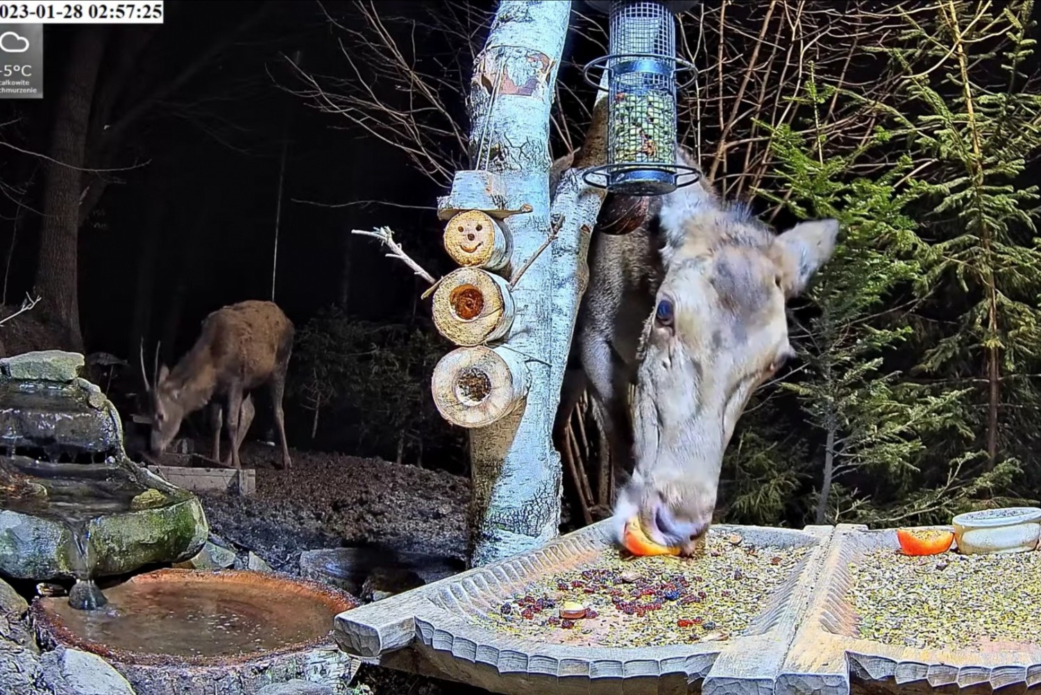 livebirdspoland_0c10191512ccc6b002594ab36ca61731.jpg