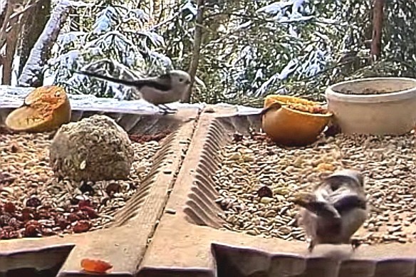 livebirdspoland_9cc95c2720114c4519e9f0e3ffbf6241.jpg