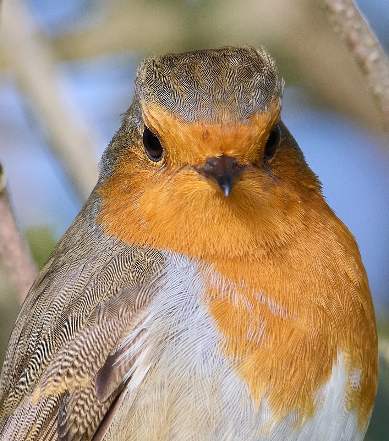 livebirdspoland_28998be1a808d41db390b67d5395cfe7.jpg