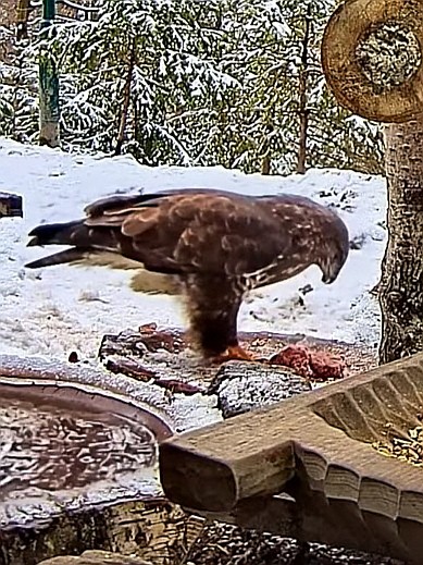 livebirdspoland_25ffb1c3e045ba827741cf6674faa696.jpg