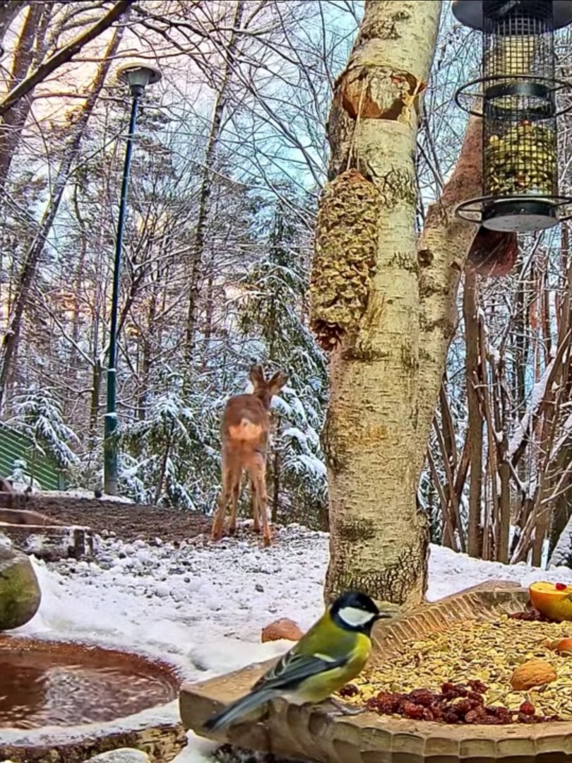 livebirdspoland_579644b51246eda365b51a6b1b587ab2.jpg
