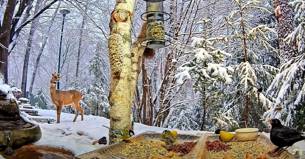 livebirdspoland_b0e935c23a360a020b77a21c899ef084.jpg