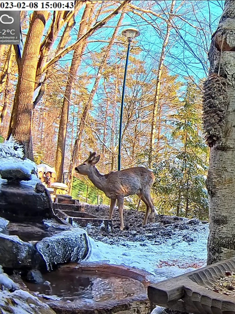 livebirdspoland_e5ff3f51eb82537049b2f59b7da06803.jpg