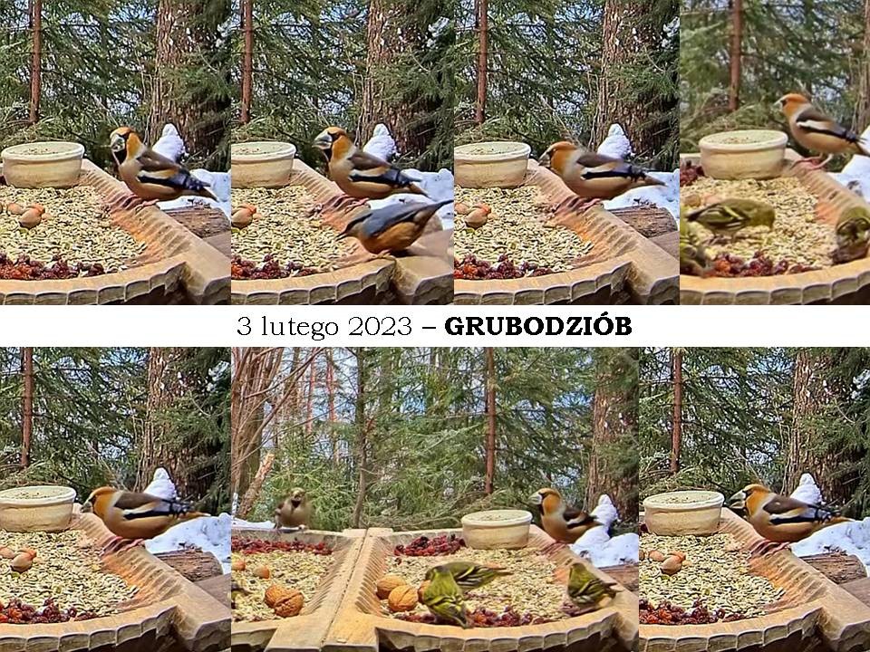 livebirdspoland_ddae5bc2047143baa41f54cd0f57ada0.jpg