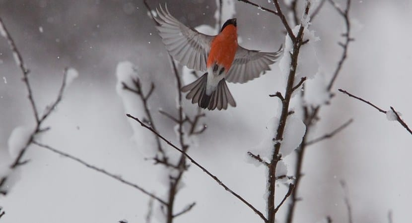 livebirdspoland_362da9f6c482c18dfe22cbdb29e6f743.png