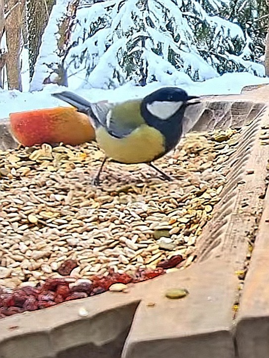 livebirdspoland_5cb505621860666bbb115aa609ebafff.jpg
