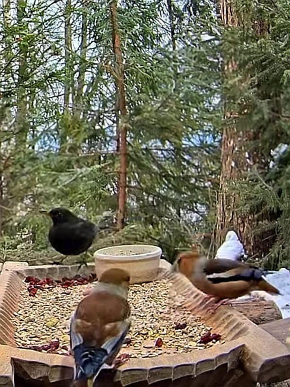 livebirdspoland_27f24e41a8d6ab3dd0125424659d36ca.jpg