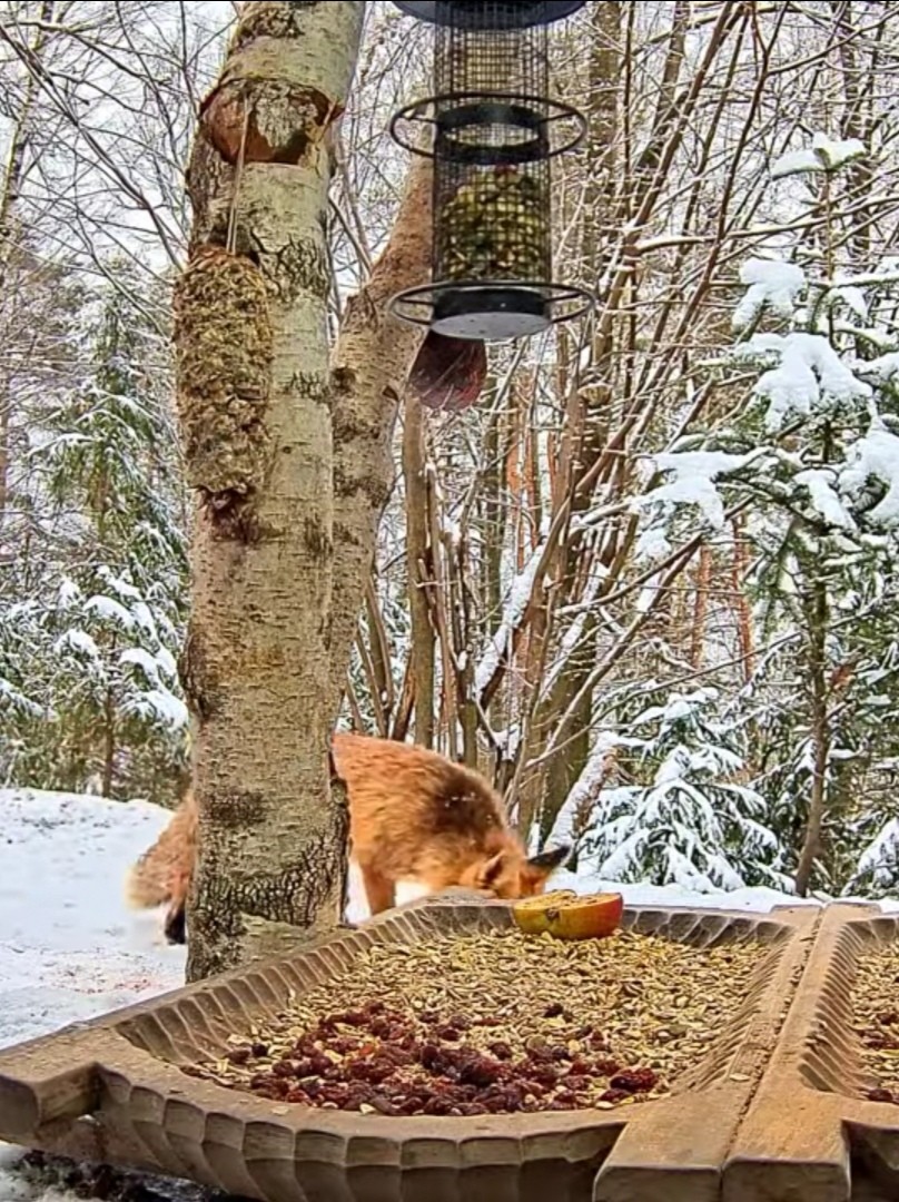 livebirdspoland_ec7b83e60c97f3208a6072109c3b78ee.jpg