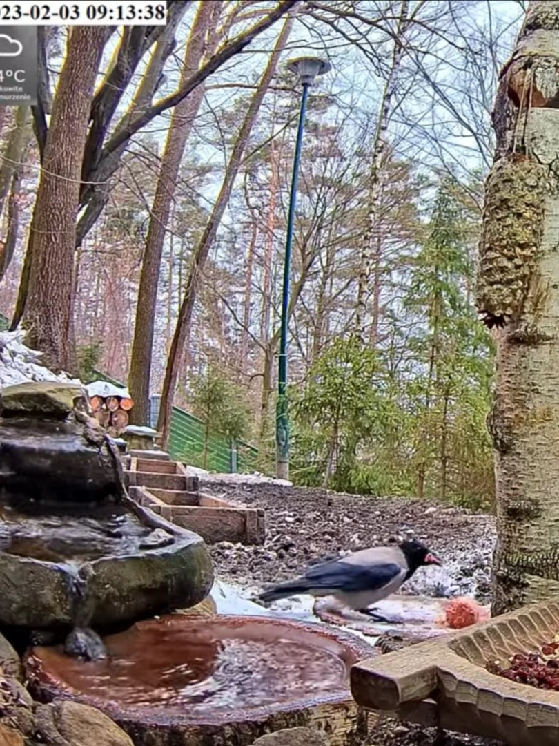 livebirdspoland_275e866ec3f0b6bf729cf4140950509d.jpg