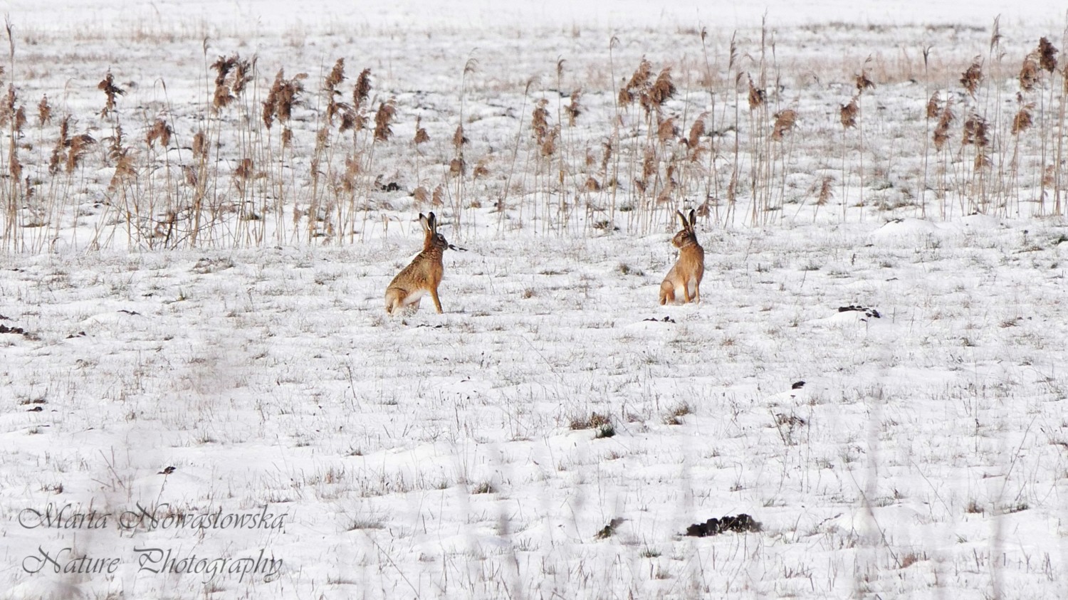 livebirdspoland_de1f2f503bc21f89d846b436a73eb2ab.jpg