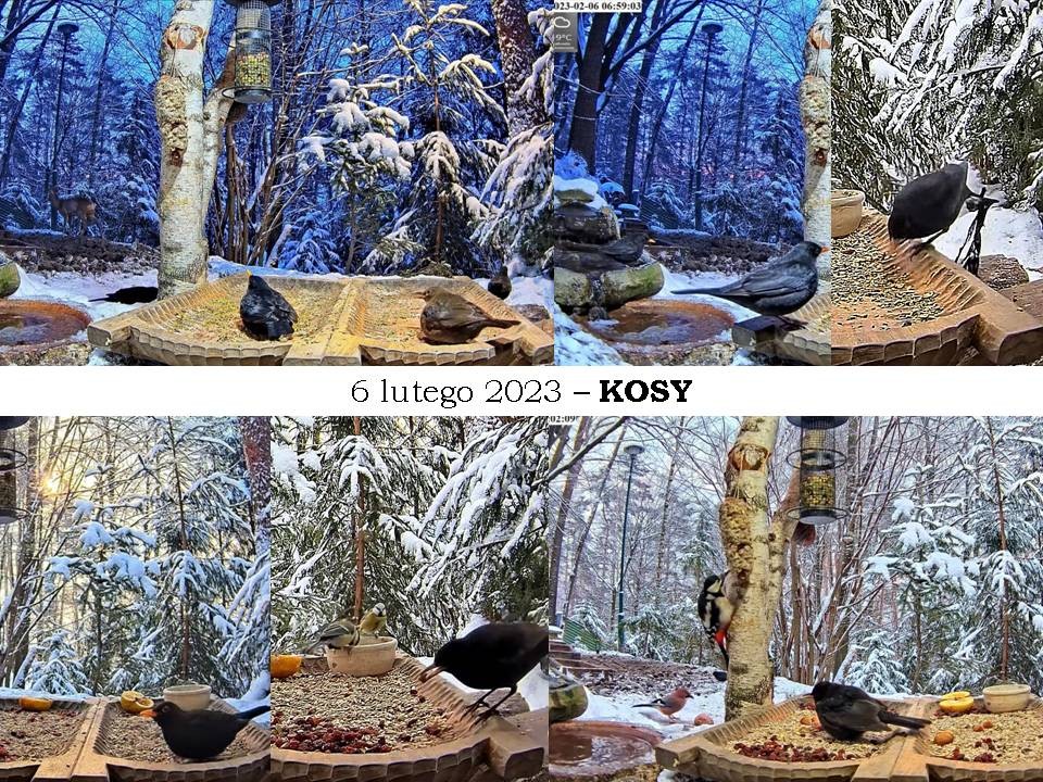 livebirdspoland_16978e4b693858c57d2cf915173459e3.jpg