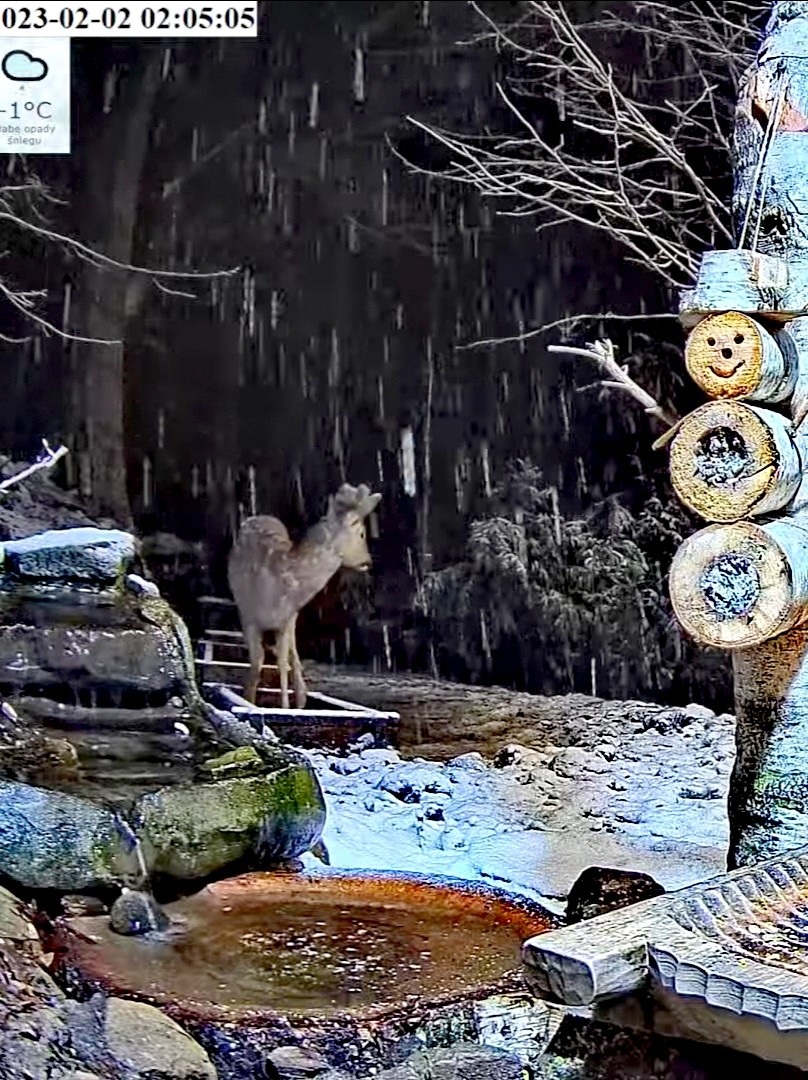 livebirdspoland_28a114e2b5987587a2bc066aa929e267.jpg