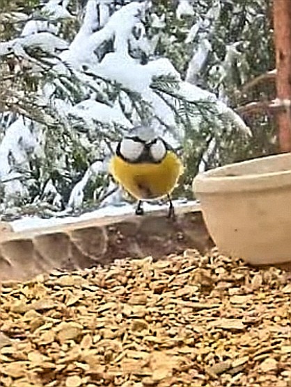 livebirdspoland_54c68a15337cf1019f4648616fb510c0.jpg