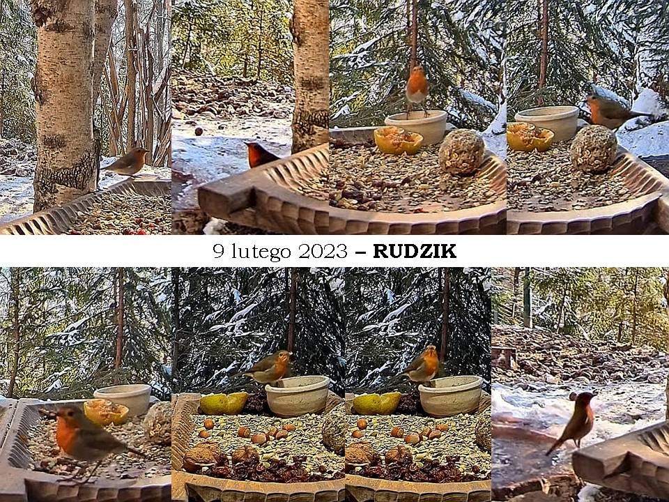 livebirdspoland_8b251e4b22a5aa421f2226ed98e3bfd5.jpg
