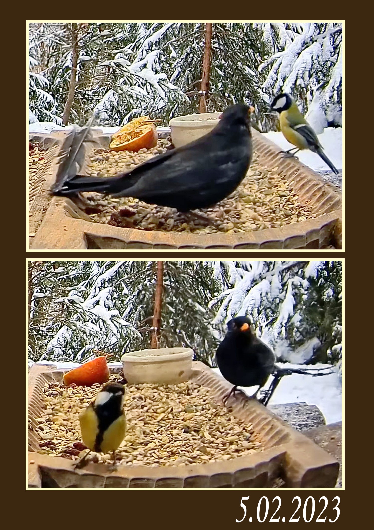 livebirdspoland_6ade8934c7ad703391077840b902e416.jpg