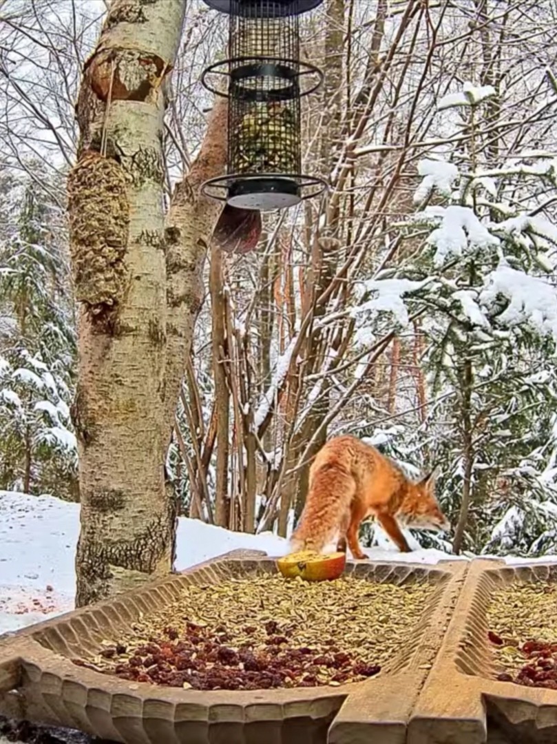livebirdspoland_49a015a5ad7c4d60a86963c4f246580a.jpg
