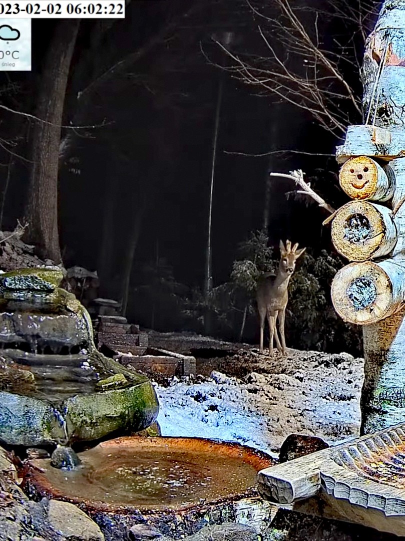 livebirdspoland_2b70553c49631f9bcdea7280ff07941c.jpg